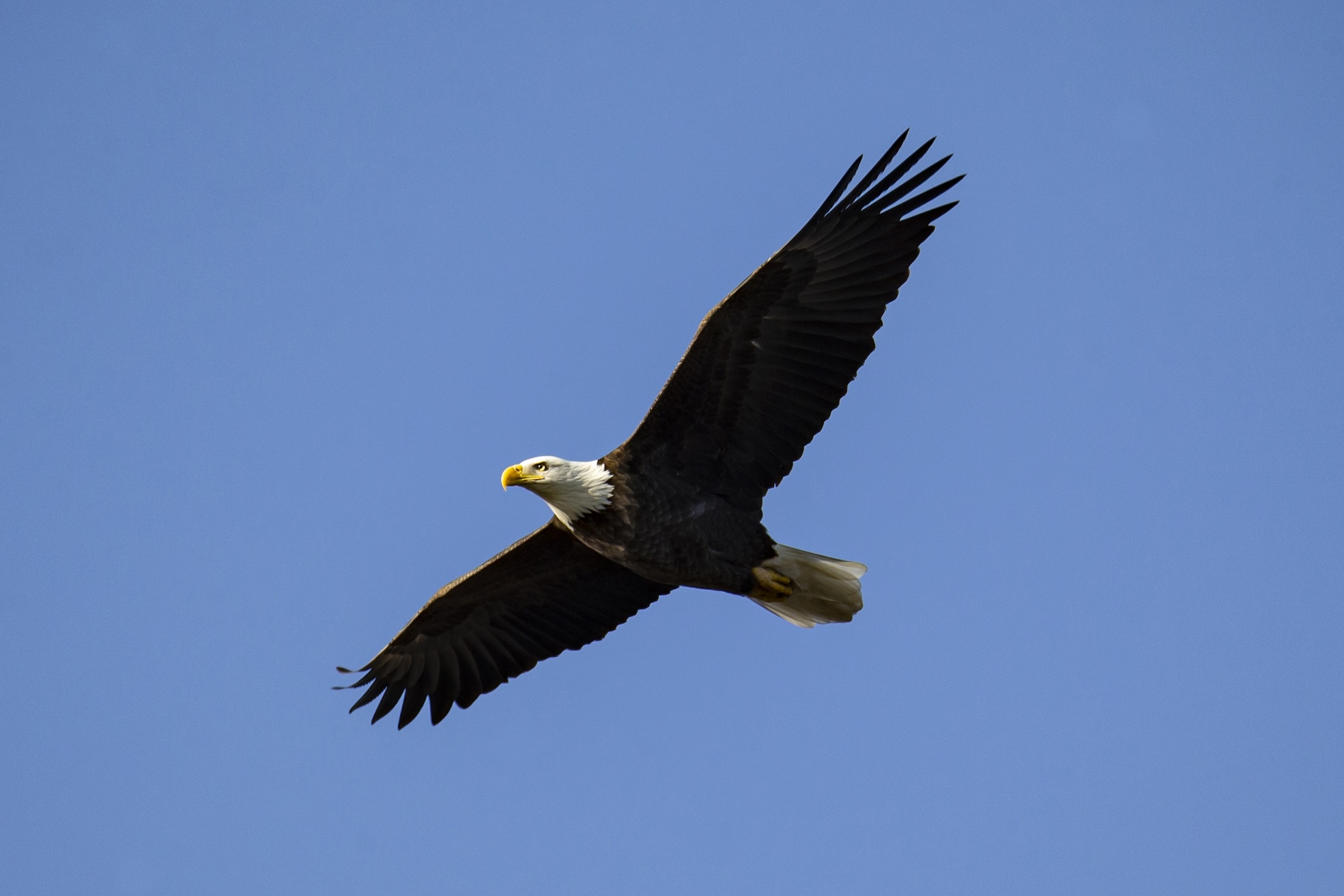 Bald Eagle